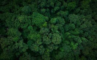 Aerial top view of green trees in forest. Drone view of dense green tree captures CO2. Green tree nature background for carbon neutrality and net zero emissions concept. Sustainable green environment. photo