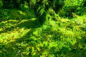 Sunlit Sphagnum moss in swamp forest. Nature landscape. Green peat moss. Carbon sequestration. Moss conservation. Moss ecology. Peatland carbon storage. Sphagnum habitats. Reservoir of the forest. photo