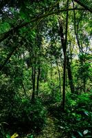 a path through the jungle photo