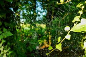 a spider web in the middle of a forest photo