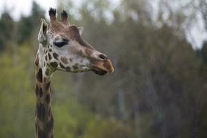 Portrait of a giraffe photo