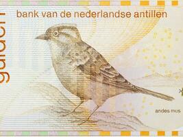 Andean sparrow from Netherlands Antillean money photo