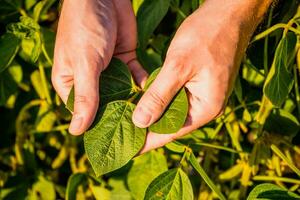 Close up image of farmer holding and examining crops in his growing soybean field photo