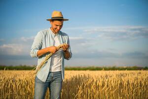 Happy farmer is standing in his growing wheat field and examining crops after successful sowing photo