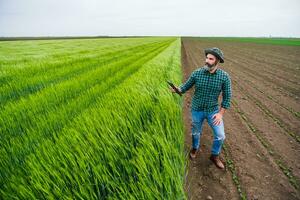 Farmer using digital tablet while standing beside his growing wheat field photo