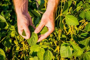 Close up image of farmer holding and examining crops in his growing soybean field photo