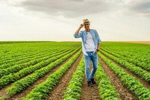 Happy farmer is standing in his growing  soybean field photo