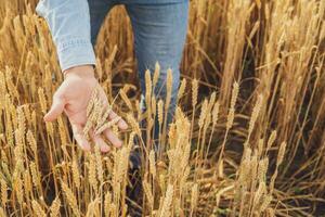 Farmer is holding wheat in his hands photo