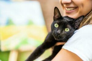 Beautiful black cat  in the arms of her owner photo