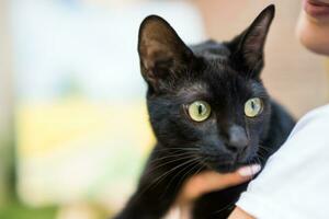 Close up image of beautiful black cat photo