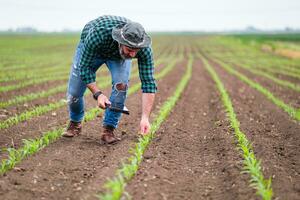 Farmer using digital tablet while standing in his growing corn field photo