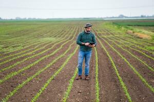 Farmer using digital tablet while standing in his growing corn field photo