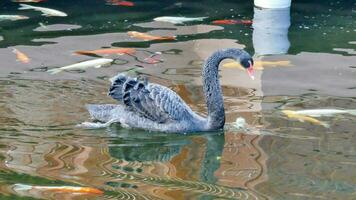 a black swan swimming in a pond with goldfish photo