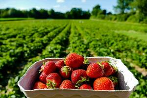 un cesta de fresas es mostrado en un campo foto