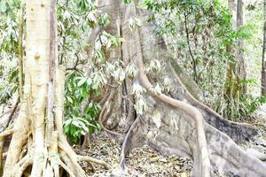 a large tree with roots in the forest photo