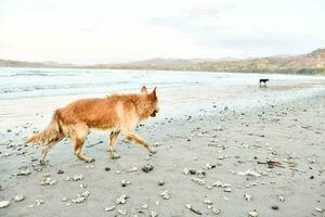 a dog walking on the beach with shells photo