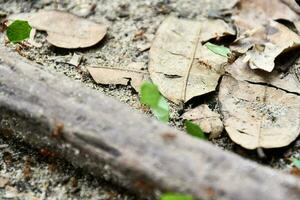 ants on the ground with leaves and sticks photo