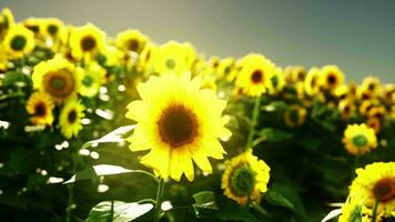 A vibrant sunflower field against a stunning sky backdrop video