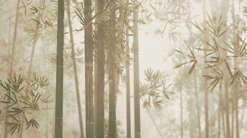 un sereno bambú arboleda envuelto en un místico brumoso ambiente video