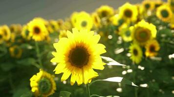 un vibrante campo de girasoles en contra un pintoresco cielo video