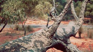 Trees and stones in Australian desert video