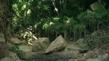 A serene stream flowing through a vibrant Australian forest video