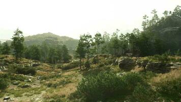 een sereen natuurlijk landschap met bomen en rotsen in een met gras begroeid veld- video