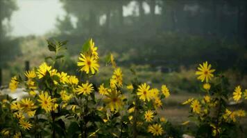 A vibrant field of yellow flowers video