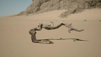 ein Baum Ast im das Sand mit ein Berg im das Hintergrund video