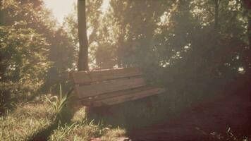 A wooden bench in a misty pine forest. France Alsace video