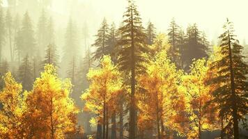 magnifique à feuilles persistantes forêt dans le montagnes pendant le coucher du soleil video