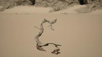 un solitario árbol en el medio de un Desierto video