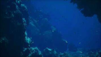 uma ampla grupo do peixe natação por aí uma coral recife video