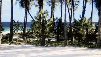 ein tropisch Strand mit Palme Bäume und Kristall klar Wasser video