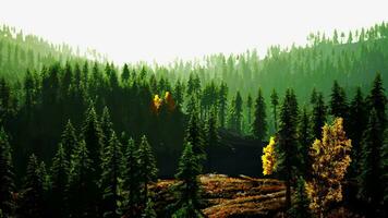 A serene forest scene with towering trees video