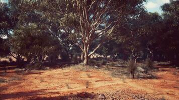 un sereno natural paisaje con arboles en un rural ajuste video