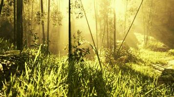 The bamboo groves of Arashiyama video