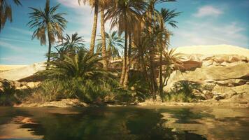 Palm trees in desert Liwa dunes video