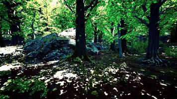 ein üppig und beschwingt Wald mit ein Fülle von Grün Bäume video