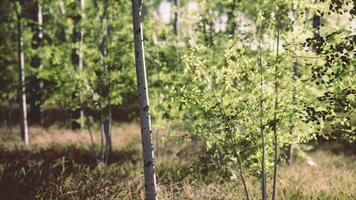 Sunset or dawn in a spring birch forest with bright young foliage video