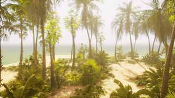 A beach with palm trees and the ocean in the background video