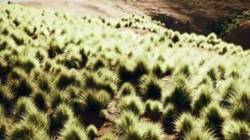 un lozano verde campo lleno con un vibrante formación de plantas y follaje video