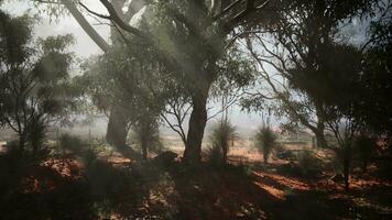 Sunlight streaming through foggy trees video