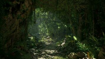 A serene forest path in New Zealand video