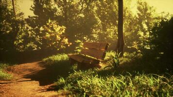 old bench under a tree next to a lawn on a hilltop video