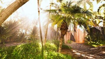 Striking sunburst breaking through palm tree in tropical oasis video