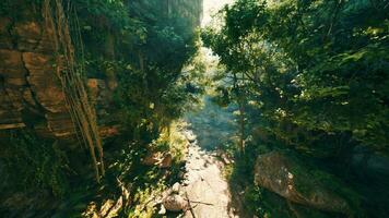 A river running through a lush green forest video