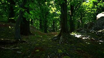 uma denso e vibrante floresta com uma multidão do majestoso árvores video