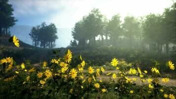 A vibrant field of yellow flowers with a scenic backdrop of trees video