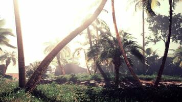 The sun shines through palm trees in a tropical setting video